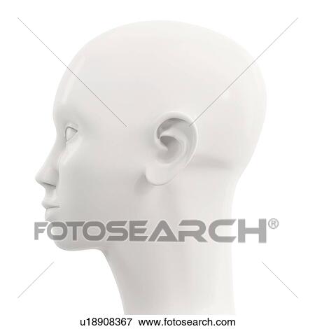 Model of a human head, illustration. View Large Photo Image Stock Photo - Model of a human head, illustration.. Fotosearch