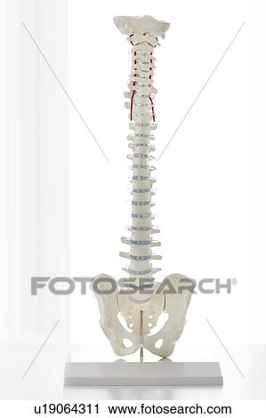 Stock Image - Model of the human spine.. Fotosearch