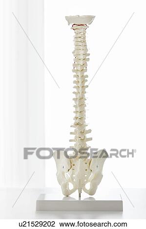 Model of the human spine. View Large Photo Image Stock Image - Model of the human spine.. Fotosearch