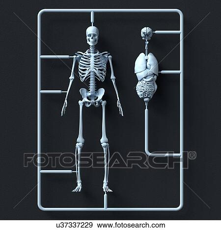 Stock Photo - Model skeleton and organ kit, illustration.. Fotosearch