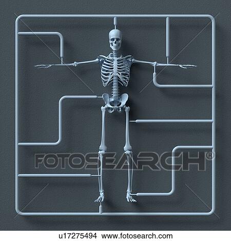 Picture - Model skeleton kit, illustration.. Fotosearch