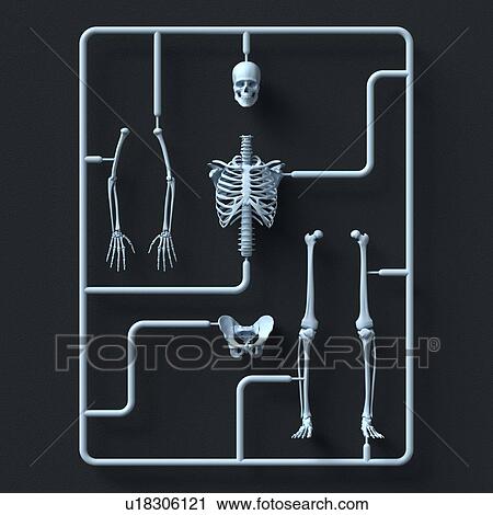 Stock Image - Model skeleton kit, illustration.. Fotosearch