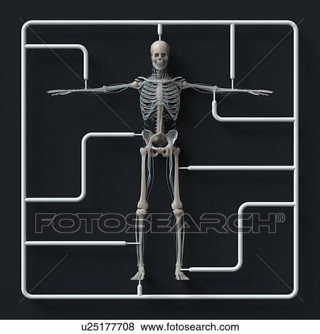 Stock Photo - Model skeleton kit, illustration.. Fotosearch