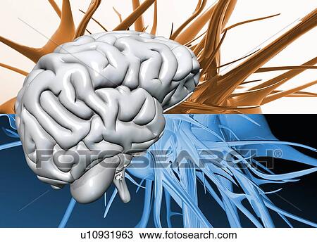 Stock Image - Nerve cells and the human brain, illustration.. Fotosearch