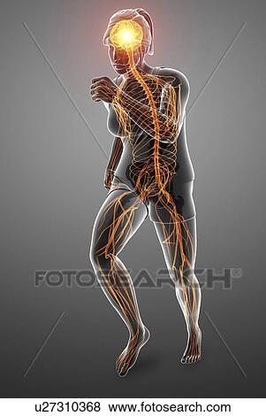Nervous system, computer illustration. View Large Photo Image Stock Photo - Nervous system, computer illustration.. Fotosearch