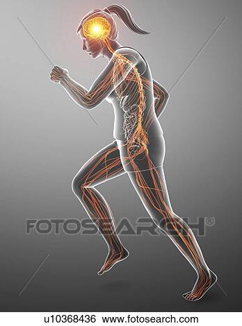 Stock Photograph - Nervous system, computer illustration.. Fotosearch