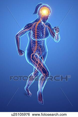 Stock Photograph - Nervous system, computer illustration.. Fotosearch