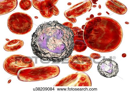 Picture - Neutrophil white blood cells, computer illustration. Neutrophils are the most abundant white blood cell and are part of the body's immune system.. Fotosearch