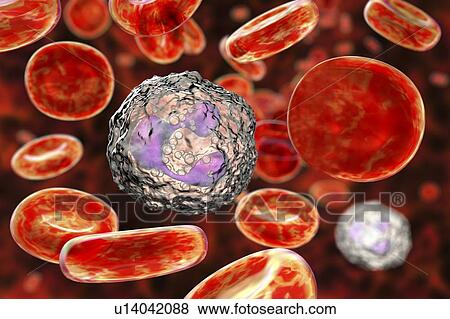Stock Photo - Neutrophil white blood cells, computer illustration. Neutrophils are the most abundant white blood cell and are part of the body's immune system.. Fotosearch