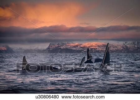 Orcas, killer whales, Skjervy, Troms, Norway View Large Photo Image Stock Image - Orcas, killer whales, Skjervy, Troms, Norway. Fotosearch