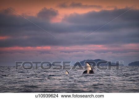 Picture - Orcas, killer whales spy hopping, Skjervy, Troms, Norway. Fotosearch