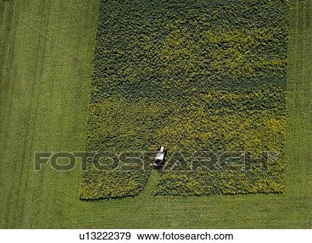 Overhead view of crops being harvested View Large Photo Image Stock Photo - Overhead view of crops being harvested. Fotosearch