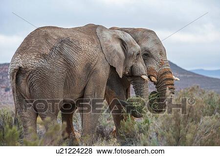 Stock Photo - Pair of African elephants (Loxodonta), Touws River, Western Cape, South Africa. Fotosearch