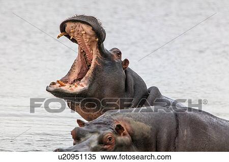 Pair of hippopotamus (Hippopotamus amphibius), Sutherland, Northern Cape, South Africa View Large Photo Image Stock Photography - Pair of hippopotamus (Hippopotamus amphibius), Sutherland, Northern Cape, South Africa. Fotosearch