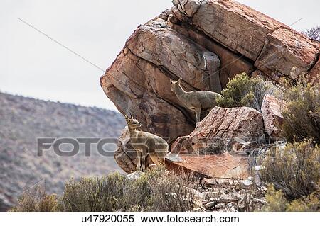 Stock Photography - Pair of Klipspringer (Oreotragus) on rocks, Touws River, Western Cape, South Africa. Fotosearch