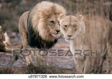Pair of Lions (Panthera leo), Touws River, Western Cape, South Africa View Large Photo Image Stock Photograph - Pair of Lions (Panthera leo), Touws River, Western Cape, South Africa. Fotosearch