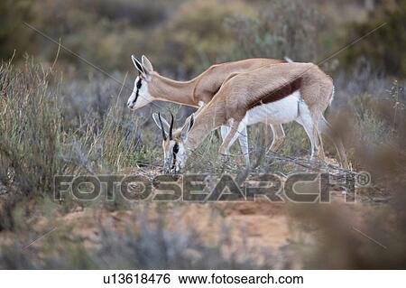 Pair of Springboks (Antidorcas marsupialis), Touws River, Western Cape, South Africa View Large Photo Image Stock Photograph - Pair of Springboks (Antidorcas marsupialis), Touws River, Western Cape, South Africa. Fotosearch