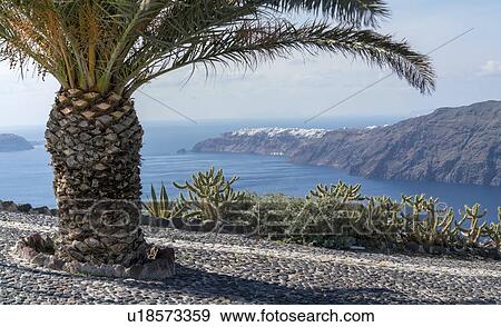 Palm tree on coastal road. View Large Photo Image Stock Photo - Palm tree on coastal road.. Fotosearch