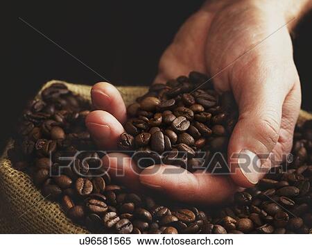 Stock Photography - Person with hand full of coffee beans.. Fotosearch