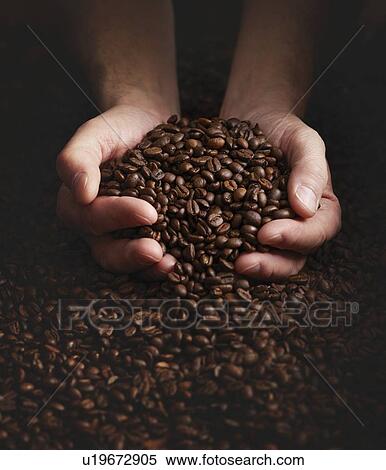 Person with hands full of coffee beans. View Large Photo Image Stock Photography - Person with hands full of coffee beans.. Fotosearch
