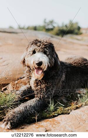 Pet dog resting View Large Photo Image Stock Photograph - Pet dog resting. Fotosearch