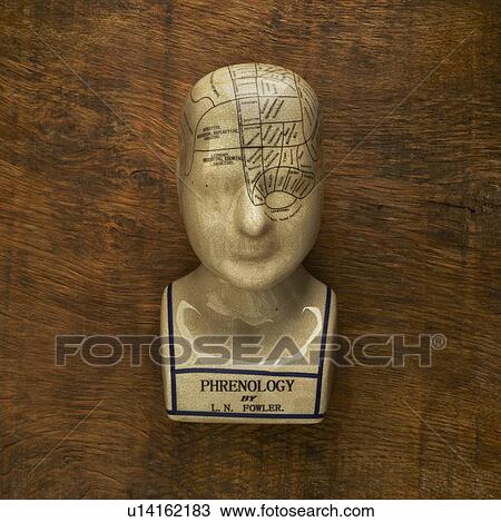 Phrenology head against a wooden background. View Large Photo Image Stock Image - Phrenology head against a wooden background.. Fotosearch