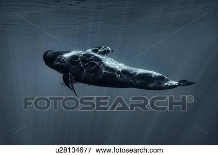 Pilot whale, South of Tenerife View Large Photo Image Stock Photo - Pilot whale, South of Tenerife. Fotosearch