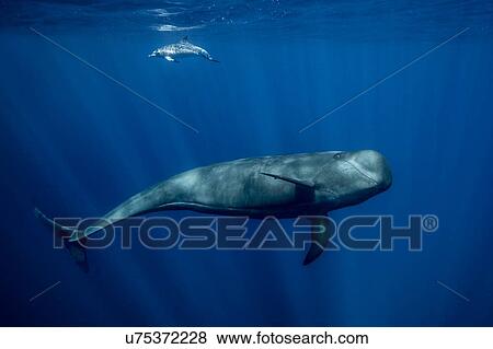 Pilot whale with Atlantic spotted dolphin, South of Tenerife View Large Photo Image Stock Photo - Pilot whale with Atlantic spotted dolphin, South of Tenerife. Fotosearch