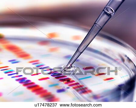 Stock Photo - Pipette adding sample to petri dish with DNA profiles in background. Fotosearch