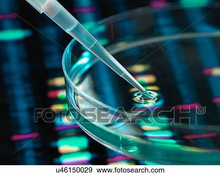 Pipette adding sample to petri dish with DNA profiles in background View Large Photo Image Stock Photo - Pipette adding sample to petri dish with DNA profiles in background. Fotosearch