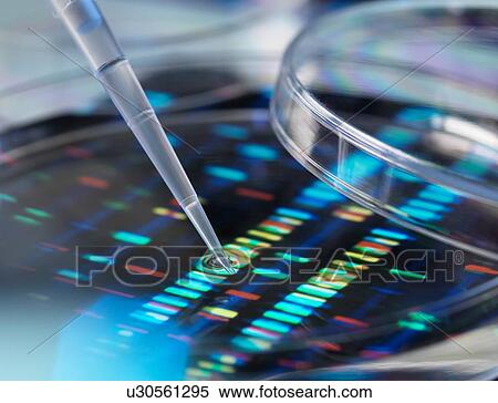Pipette adding sample to petri dish with DNA profiles in background View Large Photo Image Stock Photography - Pipette adding sample to petri dish with DNA profiles in background. Fotosearch