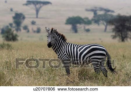 Plains zebra (Equus quagga), Seronera, Serengeti National Park, Tanzania View Large Photo Image Stock Photograph - Plains zebra (Equus quagga), Seronera, Serengeti National Park, Tanzania. Fotosearch