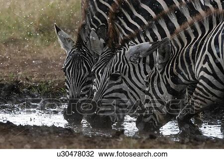 Stock Image - Plains zebras (Equus quagga) under the rain, Seronera, Serengeti National Park, Tanzania. Fotosearch