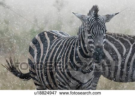 Plains zebras (Equus quagga) under the rain, Seronera, Serengeti National Park, Tanzania View Large Photo Image Stock Photo - Plains zebras (Equus quagga) under the rain, Seronera, Serengeti National Park, Tanzania. Fotosearch