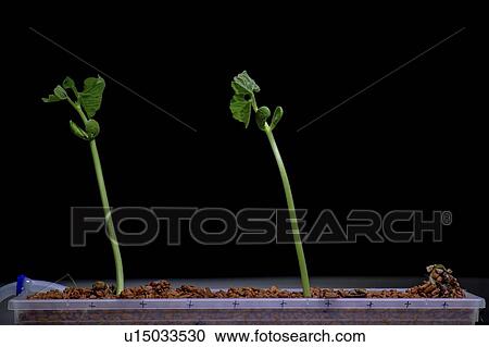 Stock Image - Plant seedlings.. Fotosearch