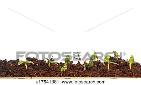 Plant seedlings. View Large Photo Image Stock Image - Plant seedlings.. Fotosearch