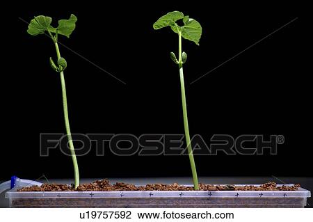 Plant seedlings. View Large Photo Image Stock Image - Plant seedlings.. Fotosearch