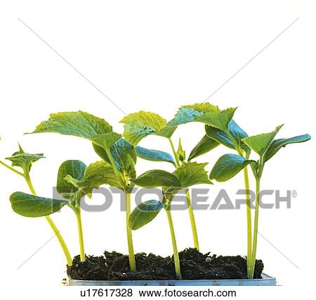 Stock Photo - Plant seedlings.. Fotosearch