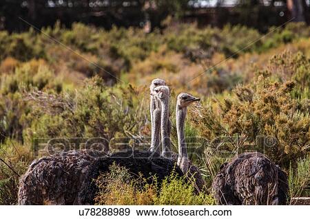 Stock Photo - Pride of Ostrich (Struthio camelus), Touws River, Western Cape, South Africa. Fotosearch