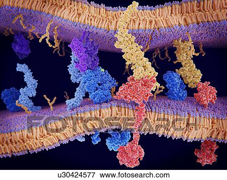 Stock Photo - Programmed cell death in immune system, illustration. The protein PD-1 (programmed cell death protein 1, red) is seen extending from the surface membrane of a T-cell (across bottom), interacting with the ligand protein PD-L1 (orange) from an antigen.... Fotosearch
