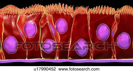 Stock Image - Pseudostratified columnar epithelium, computer illustration.. Fotosearch
