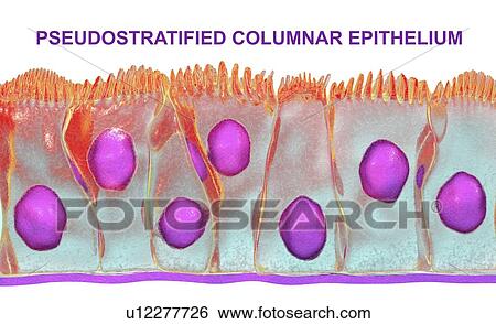Pseudostratified columnar epithelium, computer illustration. View Large Photo Image Stock Photograph - Pseudostratified columnar epithelium, computer illustration.. Fotosearch