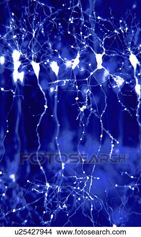 Pyramidal neurons in the cerebral cortex, illustration. Pyramidal neurons are found in certain areas of the brain including the cerebral cortex, the hippocampus, and the amygdala. Here, the illustration shows the synaptic signals highlighted using a... View Large Photo Image Picture - Pyramidal neurons in the cerebral cortex, illustration. Pyramidal neurons are found in certain areas of the brain including the cerebral cortex, the hippocampus, and the amygdala. Here, the illustration shows the synaptic signals highlighted using a.... Fotosearch