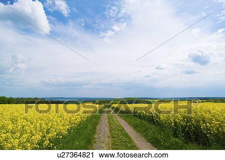Rapeseed fields. View Large Photo Image Stock Image - Rapeseed fields.. Fotosearch