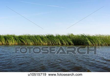 Reed growing along banks of lake, Friesland, Netherlands View Large Photo Image Stock Photo - Reed growing along banks of lake, Friesland, Netherlands. Fotosearch