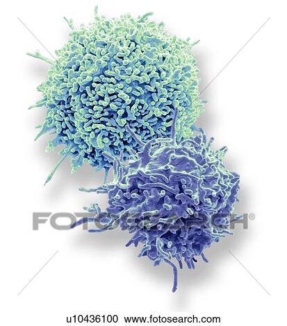 Stock Image - Resting T lymphocytes. Coloured scanning electron micrograph (SEM) of resting T lymphocytes from a human blood sample. T lymphocytes, or T cells, are a type of white blood cell and components of the body's immune system. They mature in the thymus. T.... Fotosearch