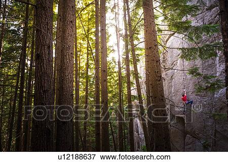 Rock climber scaling rock face close to trees, Squamish, Canada View Large Photo Image Stock Photo - Rock climber scaling rock face close to trees, Squamish, Canada. Fotosearch