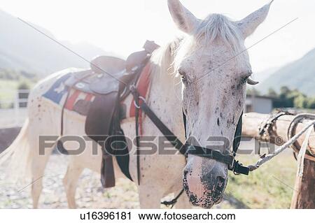 Saddled white horse tied to fence in rural equestrian arena View Large Photo Image Stock Image - Saddled white horse tied to fence in rural equestrian arena. Fotosearch