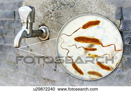 Safety of drinking water. Conceptual illustration and photo showing bacteria Vibrio cholerae in a drop of water from an old street tap. View Large Photo Image Stock Image - Safety of drinking water. Conceptual illustration and photo showing bacteria Vibrio cholerae in a drop of water from an old street tap.. Fotosearch