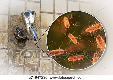 Stock Photograph - Safety of drinking water. Conceptual illustration and photo showing bacteria Escherichia coli in a drop of water from an old street tap.. Fotosearch